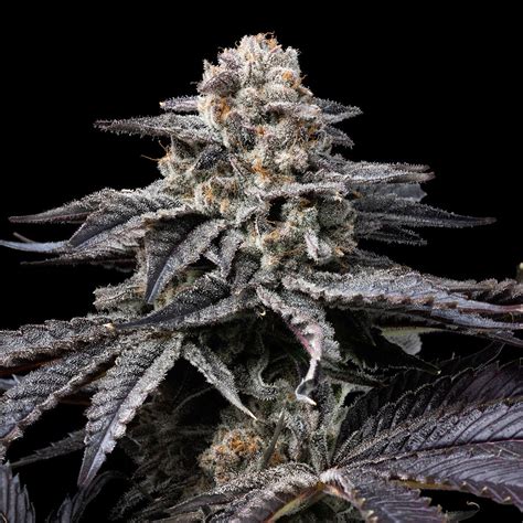 Obama Runtz Seeds – Premium Cultivars