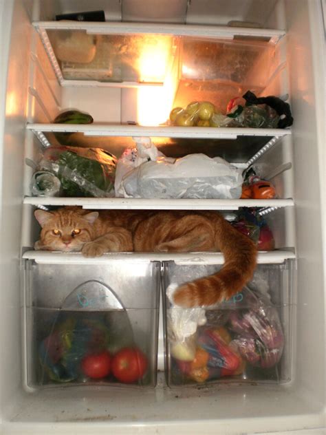 in refrigerator | Cute cats and dogs, Silly cats pictures, Pretty cats