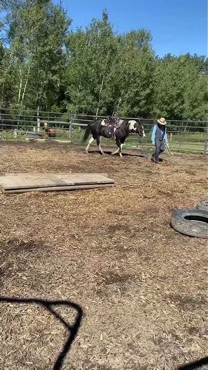AMISH Horse Trainer Part 3 #roundpen #groundwork #amish - YouTube