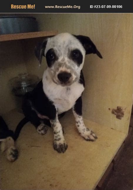 ADOPT 23070900106 ~ Australian Cattle Dog Rescue ~ Hickory, NC