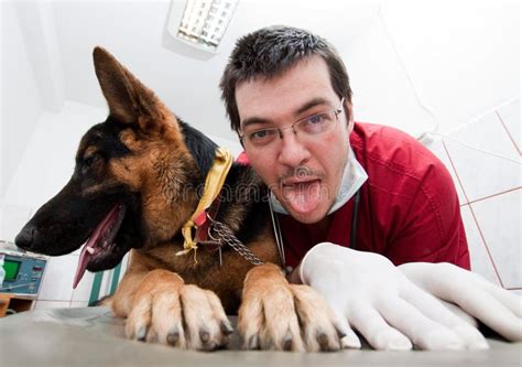 Funny Vet With Dog Royalty Free Stock Image - Image: 19067786