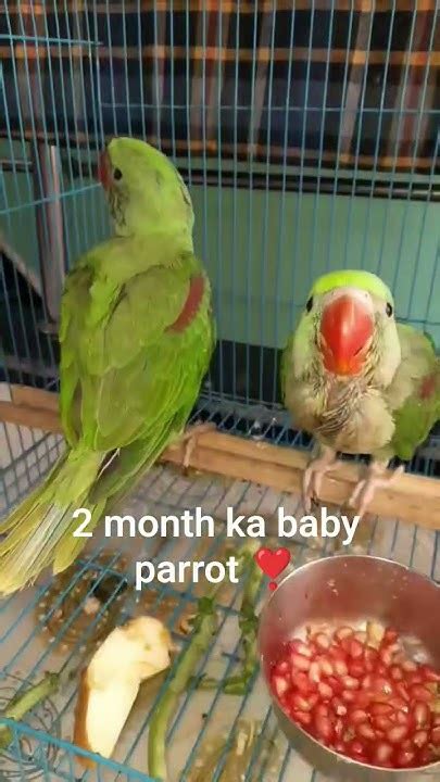 2 month ka baby parrot ️ #viralvideo #babyparrot #parrotlover #shorts # ...