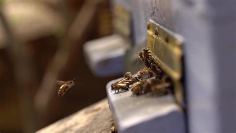 Honey thief Stock Video Footage - 4K and HD Video Clips | Shutterstock