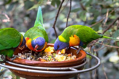 Birds Eating Pictures | Download Free Images on Unsplash