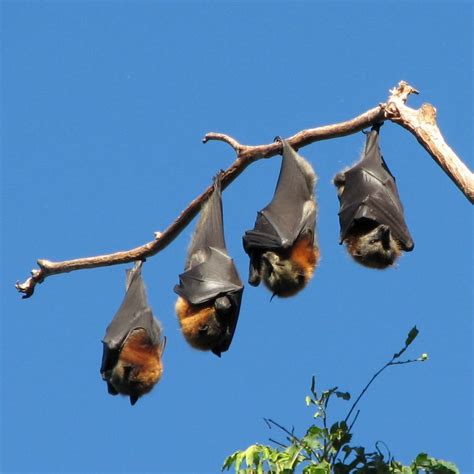 Imágenes del mundo animal: Murciélago