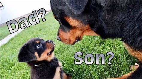 Rottweiler Puppy Meets His Dad For The First Time / Does He Recognize Him?