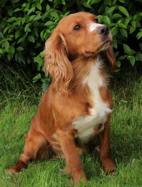 Working Cocker Spaniel. | Cocker spaniel dog, Family dogs breeds ...
