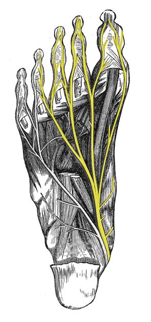 Medial Plantar Nerve - Course - Motor - Sensory - TeachMeAnatomy