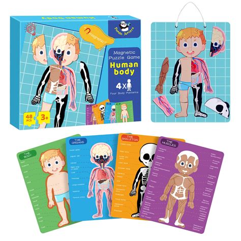 Buy Human Body Model for Kids, Panda Juniors 48Pcs Magnetic Puzzles ...