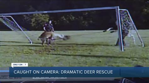 Dramatic deer rescue shows heroic efforts by Bingham Farms officers