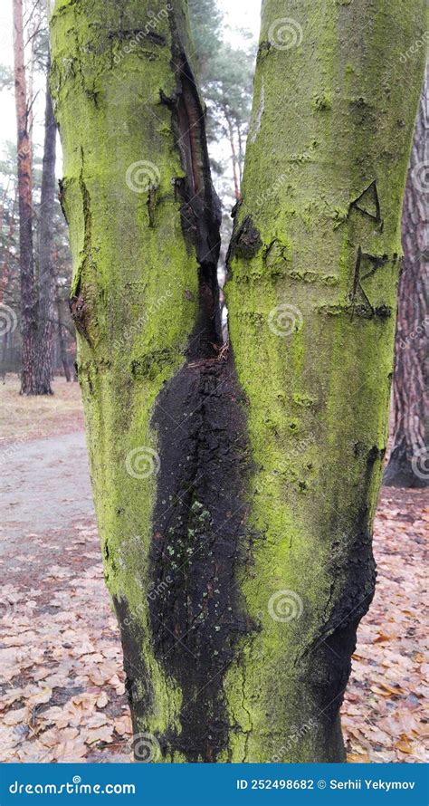 Arbres aux formes bizarres photo stock. Image du museau - 252498682