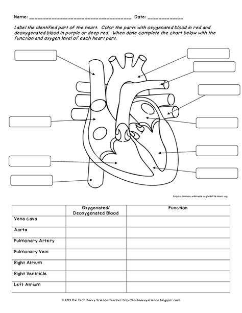 Cardiovascular System Labeling Worksheet