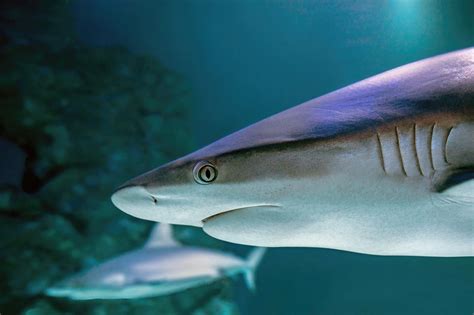 shark pictures images  hd pixabay