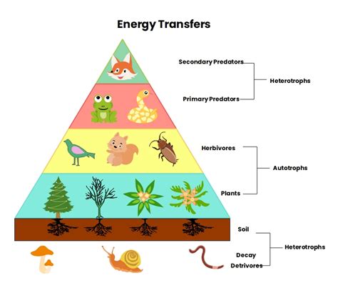 Ecological Energy Pyramid Energy Pyramids Quizizz