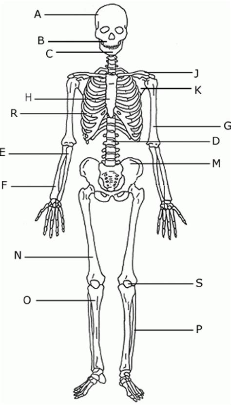 Skeletal System Fill In The Blanks