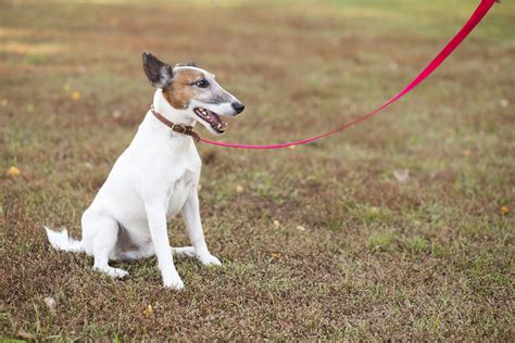 Rappel Les Chiens Doivent Tre Tenus En Laisse Mairie De Panissi Res