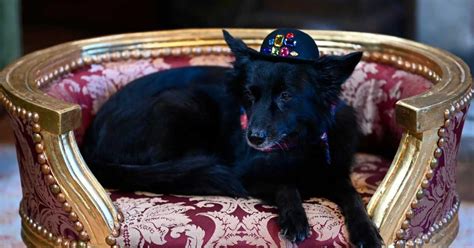 traitors surprise star lala  dog