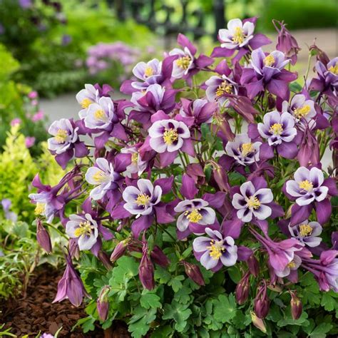 Aquilegia Caerulea Earlybird Purple White Columbine Ebert S