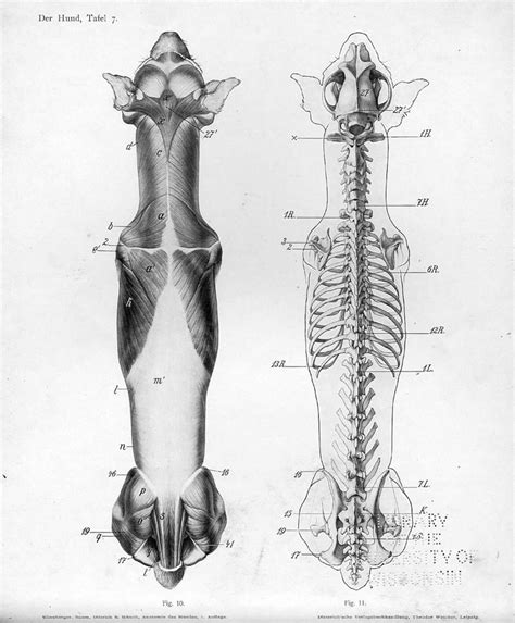 An Old Medical Illustration Shows The Back And Neck Muscles