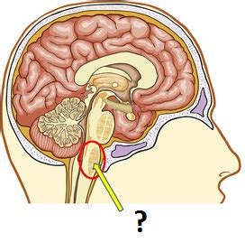 Autonomic Nervous System Flashcards Quizlet