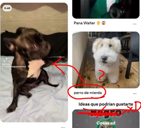 Um cachorro feliz, feliz, feliz🎶 | Funny animals, Cute animals, Funny