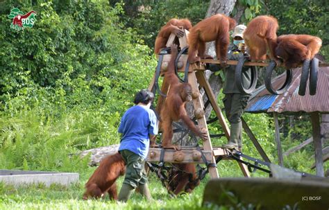 HOW DO ORANGUTANS LEARN THROUGH PLAY Borneo Orangutan Survival