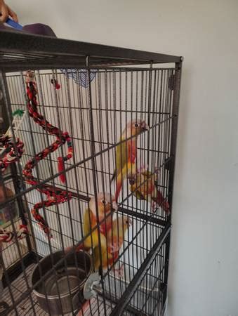 High Red dilute green cheek conures - pets - craigslist