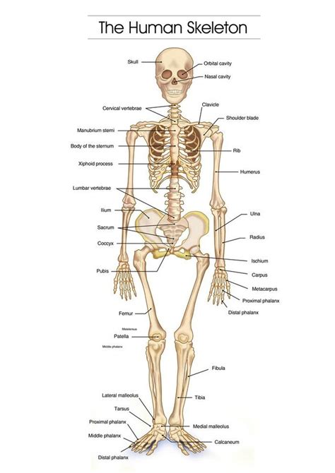 The Human Skeleton Photo Picture Anatomy Skeletal System Human Poster