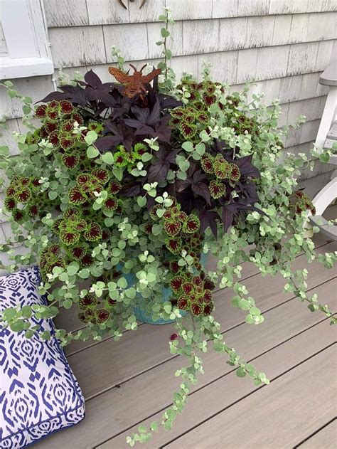 Pin By Amy On Flower Containers Potted Plants Outdoor Patio Flowers