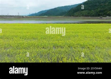 Aerial view of spring plowing rice fields Stock Video Footage - Alamy