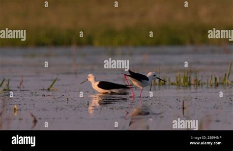 Black Winged Stilt Himantopus Himantopus Wading In The Water Stock