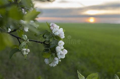 Beautiful Apple Tree Blossom Nature Stock Photos Free