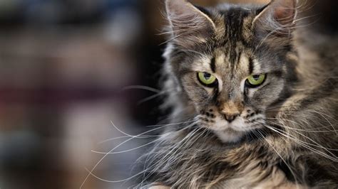 top  cat breeds   revealed   majestic winner takes