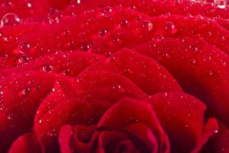 One Single Red Rose Bud Close Up Macro Shot With Water Drops Isolated