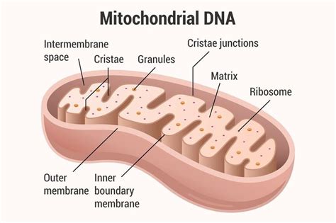 Mitochondrial Dna Structure Diagram Mitochondria Plant Cells