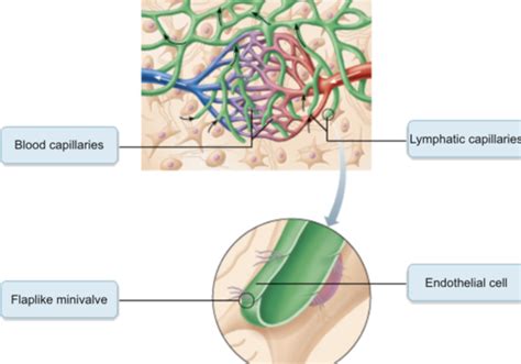 Pet Lab Lymphatics Hemostasis Blood Typing Flashcards Quizlet