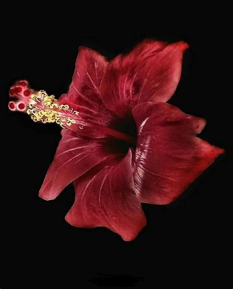 Pin De TJ En Hibiscus Flores Rojo