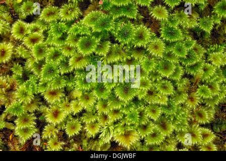 Detail Of Fox Glacier In New Zealand Stock Photo Alamy