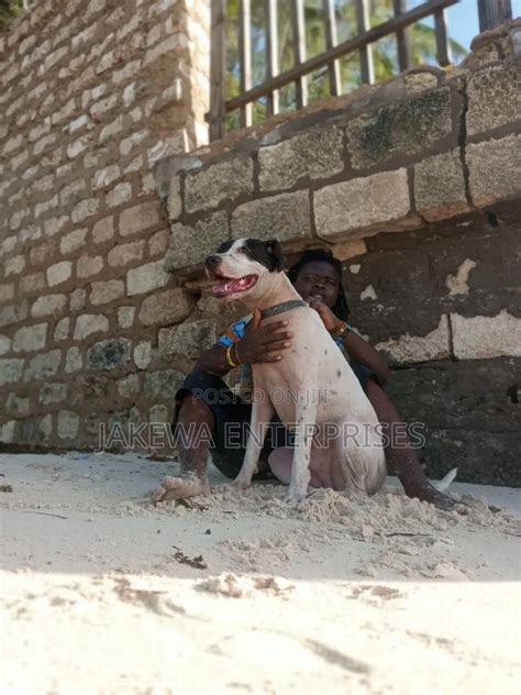 Year Male Purebred American Pit Bull Terrier In Nairobi Central