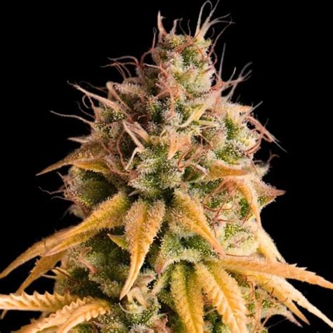 Auto Bonkers Feminized Buy Empire Seeds Bank Gorilla Seeds