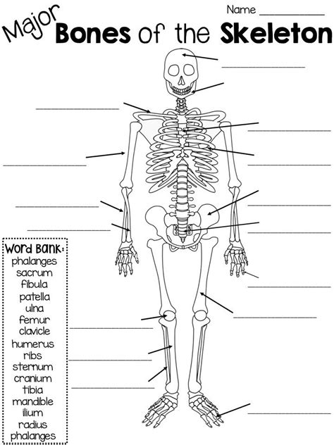 Human Skeleton Worksheets To Label