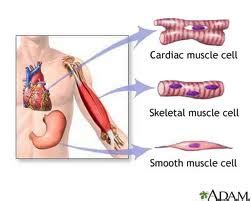 MCAT Biology Prep Chapter 11 The Musculoskeletal System Flashcards