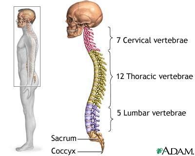 Anatomy And Physiology Exam Flashcards Quizlet