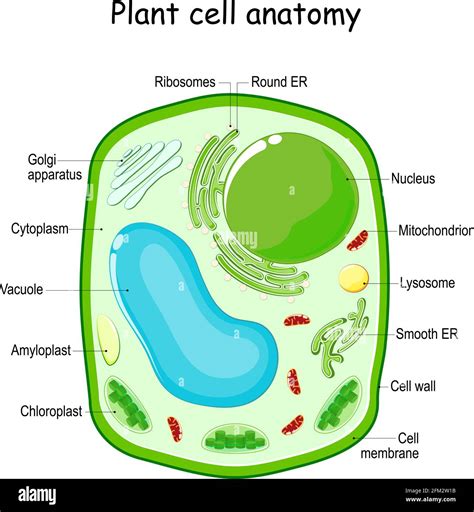 Plant Cell Diagram And Functions Of Organelles Plant Cell St