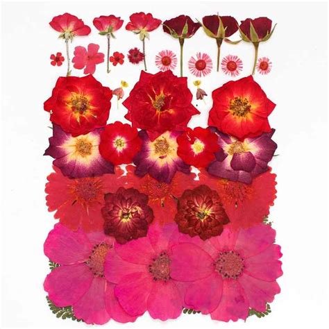 Wholesale Natural Dry Small Pressed Flower Frame Diy Dried Mini Pressed