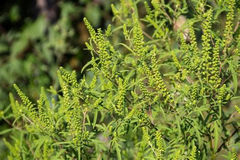 common weeds     rid