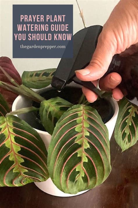 Prayer Plant Watering Guide You Should Know Prayer Plant Prayer