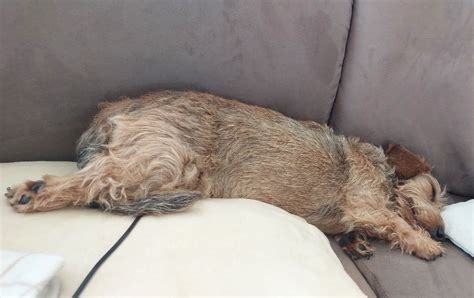 Dachshund | Lelya something tired.. | Facebook