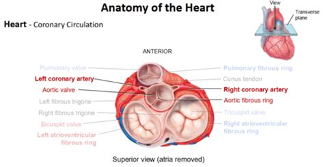 Coronary Circulation Flashcards Quizlet