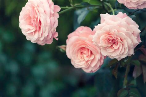 rose flower planting mix gb organics